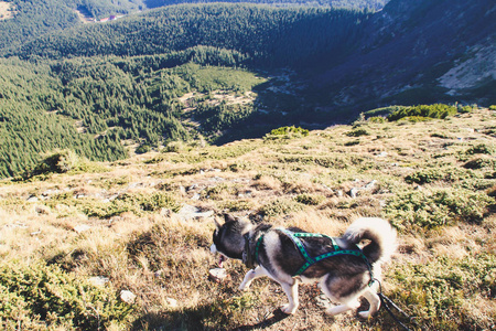 哈士奇狗去乌克兰喀尔巴阡山脉旅行。 山地旅行。 秋天的山和林。 阳光。