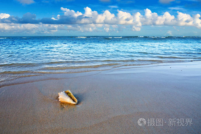 热带海滩上的海贝壳夏天海风景