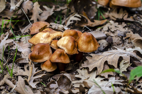 阴天的秋林中的蘑菇