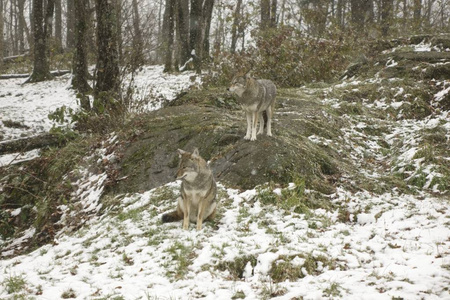 冬天环境中的郊狼