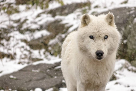 北极狼在冬天的环境中