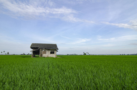 破旧的木屋景观，周围有美丽的绿色稻田景观