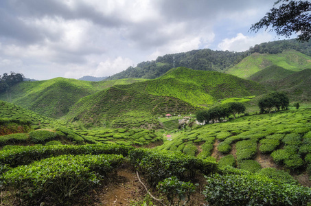美丽的风景在卡梅隆高地，马来西亚与绿茶种植园附近的小山和多云的天空。