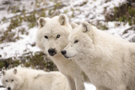 北极狼在冬天的场景