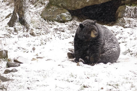 冬天暴风雪中一只孤独的熊图片