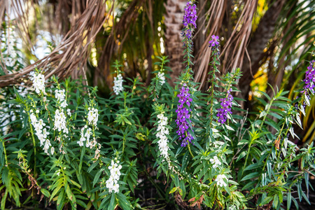 美丽的热带花卉在这个花园沿着罗德代尔堡佛罗里达的河步。