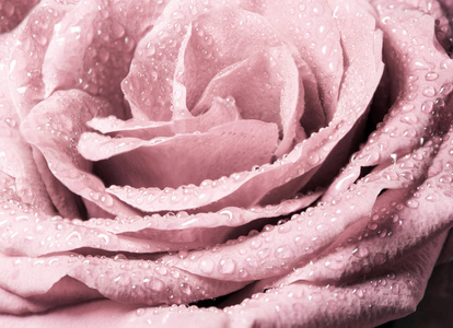 特写美丽的粉红色玫瑰甜色自然花背景复古图片风格