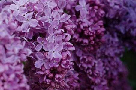 明亮的紫罗兰色丁香花的特写图片