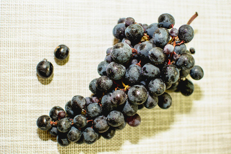 一枝蓝色成熟的葡萄