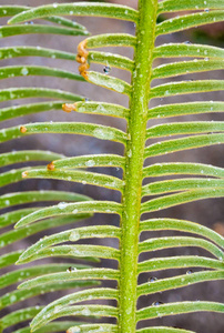 暹罗植物羽状复叶上的花叶水滴图片