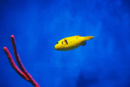 小黄鱼漂浮在蓝色的海里图片