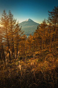 mt. 富士与秋松树在日出在日本藤川子。