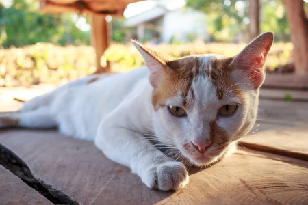 白色猫睡觉的特写镜头。