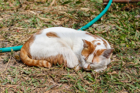 白色猫睡觉的特写镜头。