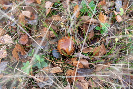 落叶林草地上的蘑菇。 第一次霜冻后的森林果实。 深秋的季节。