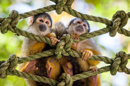 两只小猴子坐在绳网上