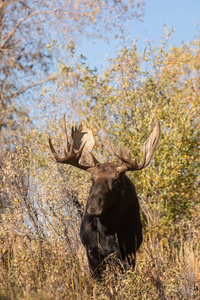 秋天车辙时怀俄明州的一只公牛麋鹿
