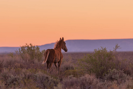 一匹野马在沙漠落日中剪影