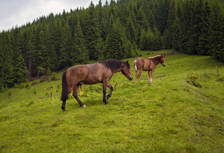 雨后喀尔巴阡山高地牧场放牧的马。在群山的背景上美丽的绿色牧场的图片。