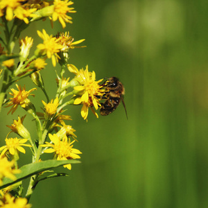 一朵花在草地的绿色背景上的蜜蜂