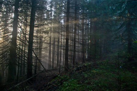 在森林里太阳的光线