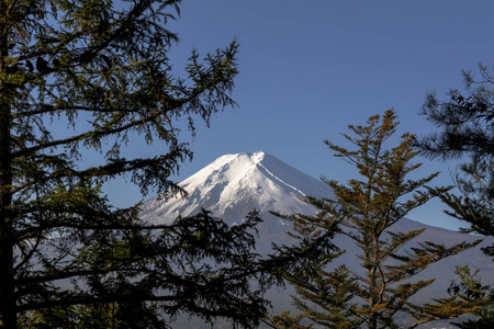 蓝天松树背景的富士山