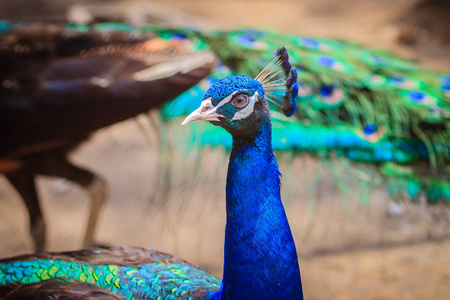 贴近年轻孔雀雄鸟美丽的脸，蓝色羽毛。