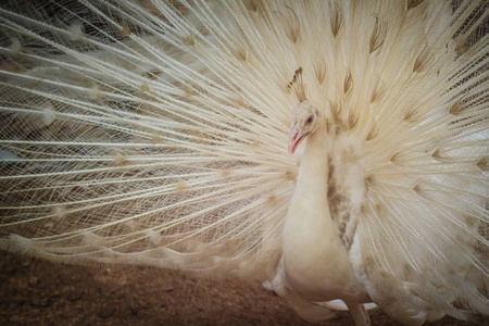 美丽的白色羽毛。 白色雄孔雀，羽毛张开。 白化孔雀完全张开的尾巴。