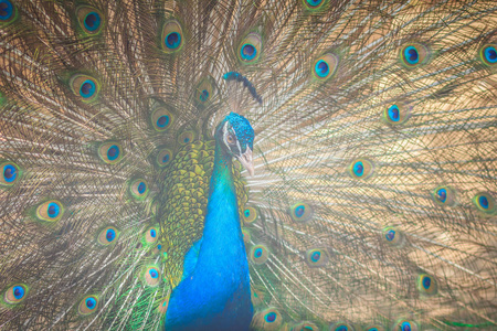 美丽的孔雀在面包季节表现出美丽的羽毛和伸展的尾羽。