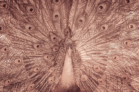 美丽的黑白抽象的孔雀背景，在面包季节表现出美丽的羽毛和伸展的尾羽。