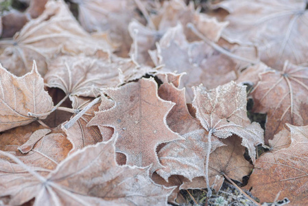 干燥的叶子覆盖着海霜，地面上的宏观