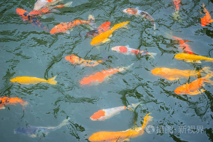 一群五颜六色的花鱼在湖里游泳 五颜六色的锦鲤鱼在池塘里游泳.