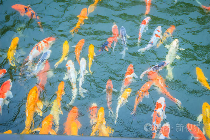 一群五颜六色的花鱼在湖里游泳. 五颜六色的锦鲤鱼在池塘里游泳.
