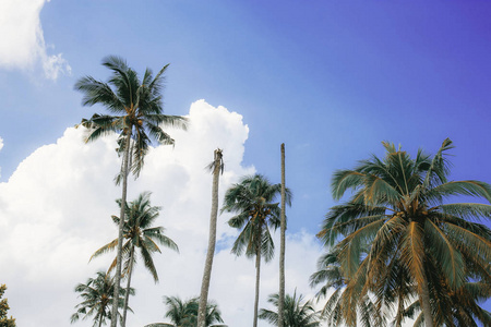 蓝天上的棕榈树和白云。