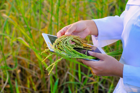 亚洲女性研究员正在监测农场的大米质量