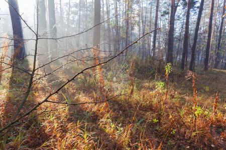 在雾蒙蒙的早晨，阳光下有蜘蛛网在前景的秋天森林的碎片