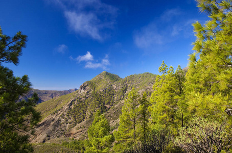 大加那利，自然公园松林塔马达巴，重新造林地区