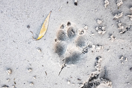 狗在沙滩上的足迹，近距离观看