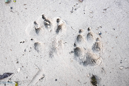 狗在沙子上的脚印，近景