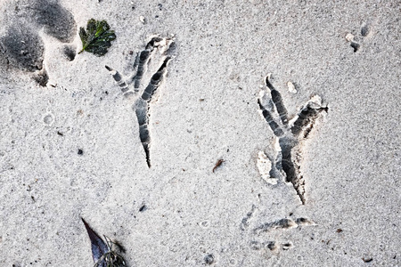 沙子里有鸟的痕迹