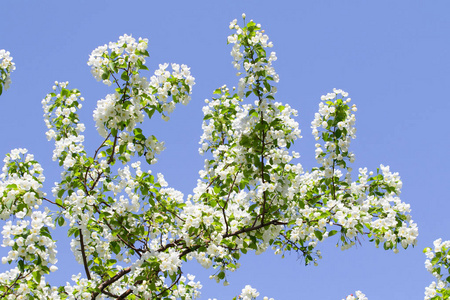 白色的花苹果接近自然景观