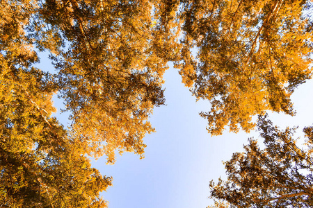 秋天背景下的黄桦树叶子图片