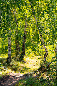 白桦林夏季自然景观