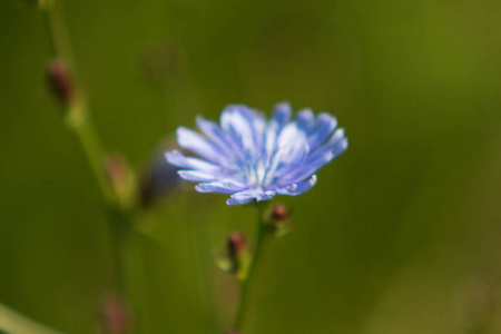 蓝色花朵菊苣的自然
