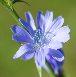 蓝色菊苣花特写