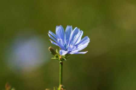 蓝色花朵菊苣的自然