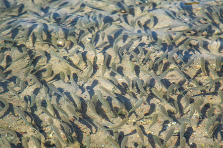 小鱼漂浮在水中