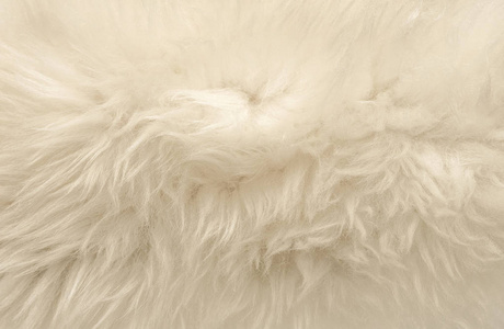 白色动物毛质地背景米色天然羊毛紧密质地毛绒绒毛
