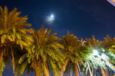 棕榈树在夜晚对着天空。 绿色的棕榈叶。 黑暗的天空和月亮。