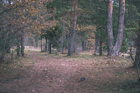 寂寞的树，最后一片彩色的叶子，在冬天前不久的树枝上，暗淡的秋色，空荡荡的公园，树干，老式的电影，看上去像